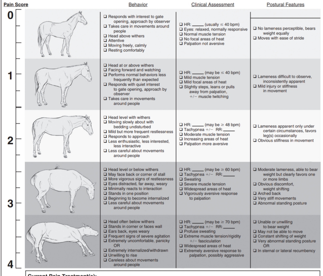 Lab 4 Equine Nerve Blocks